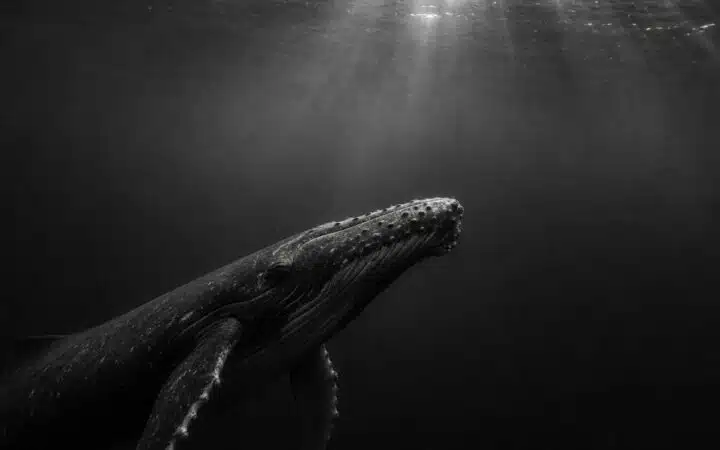 XRP Whales Load Up Near $0.90 as Analysts Eye $3 Recovery